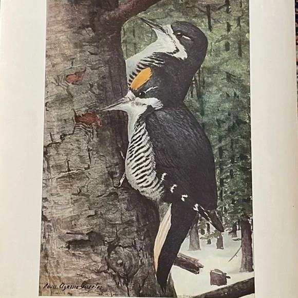 🖤5/$25 Antique Ornithological Bird Print Original wood pecker - Picture 1 of 13